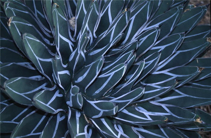 Plant photo of: Agave victoriae-reginae