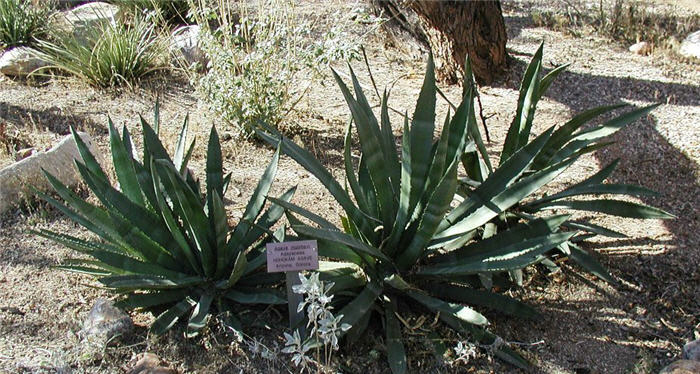 Plant photo of: Agave murpheyi