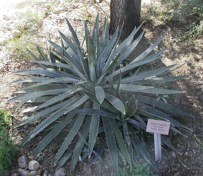 Center Band Agave