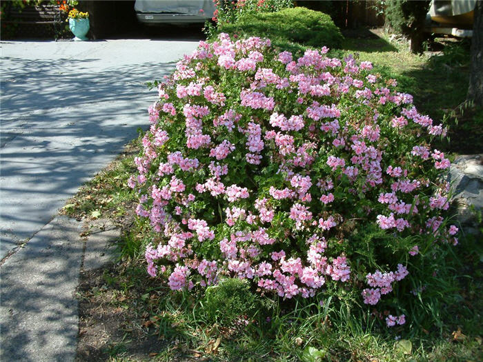 Plant photo of: Pelargonium peltatum