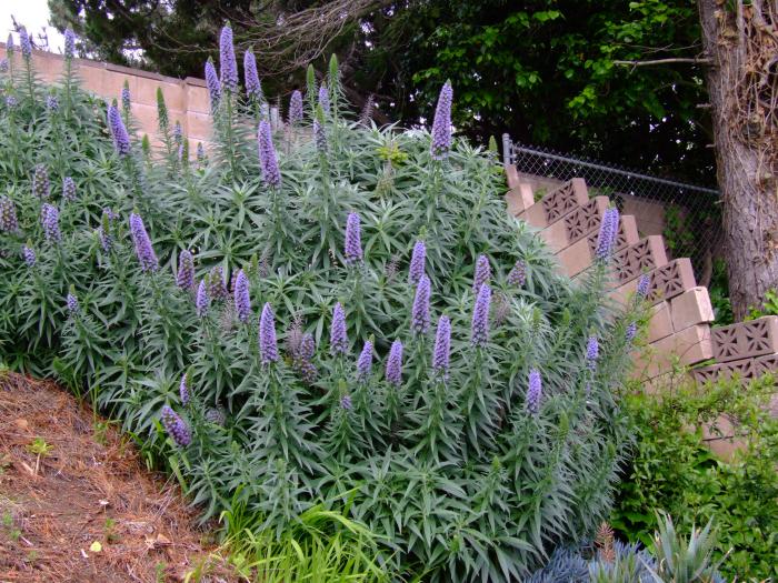 Plant photo of: Echium candicans