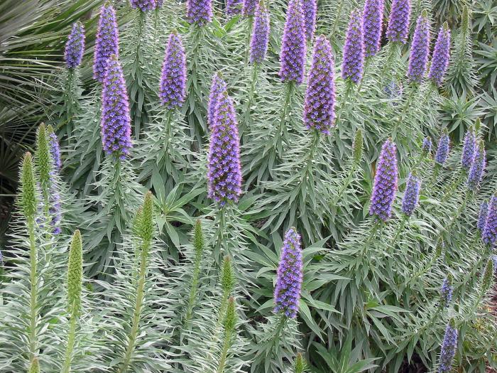 Plant photo of: Echium candicans