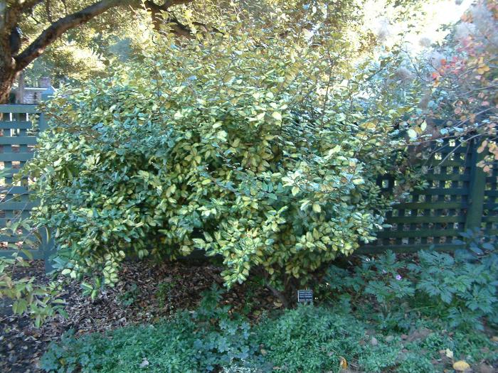 Golden Elaeagnus