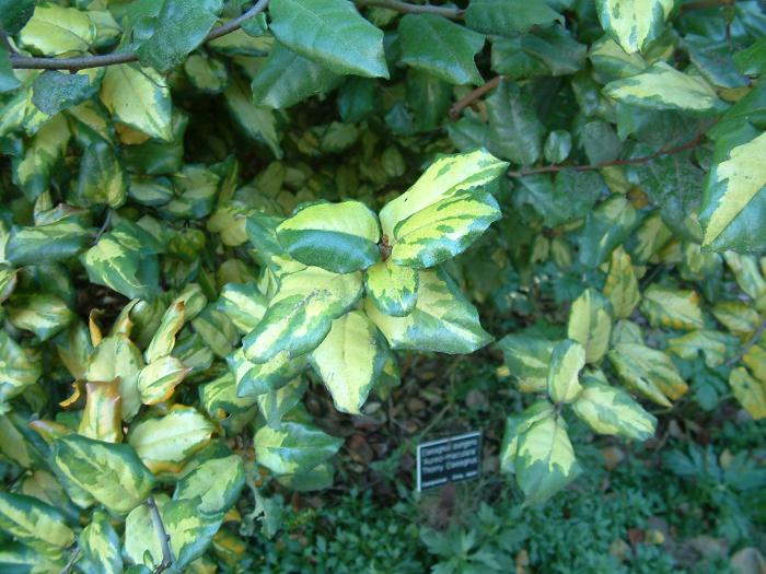 Plant photo of: Elaeagnus pungens 'Maculata'