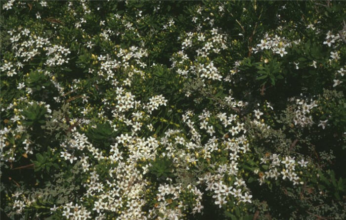 Putah Creek Creeping Myoporum