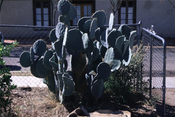 Opuntia robusta