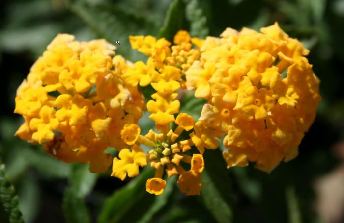 Plant photo of: Lantana 'New Gold'