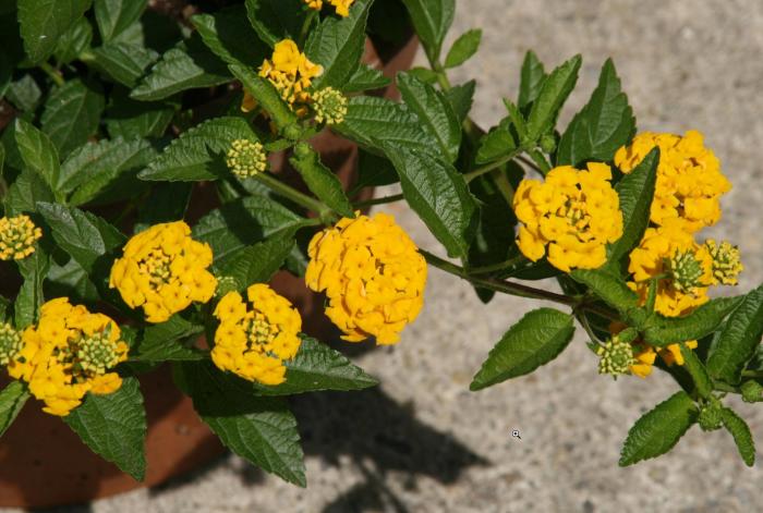 Plant photo of: Lantana 'New Gold'