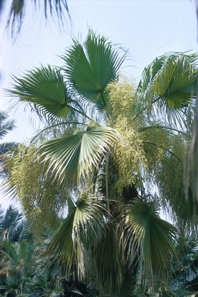 Plant photo of: Brahea edulis