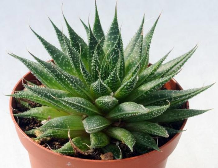 Plant photo of: Aloe aristata