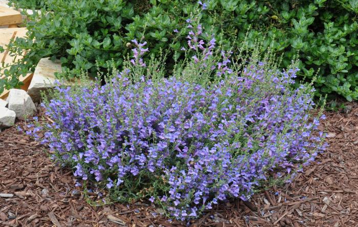 Plant photo of: Penstemon heterophyllus 'Margarita Bop'