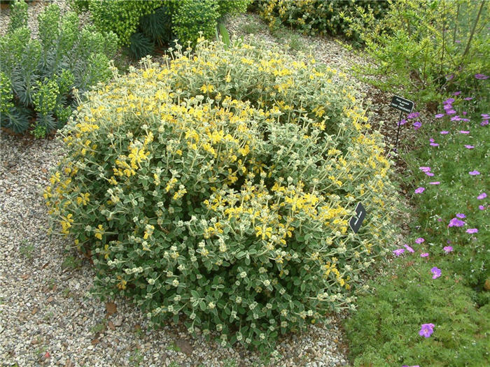 Woolly Jerusalem Sage