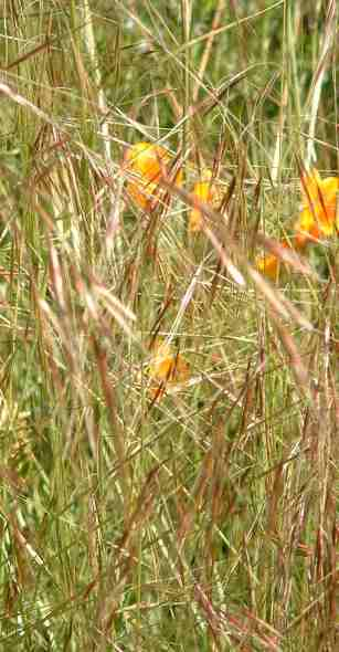 Purple Needlegrass