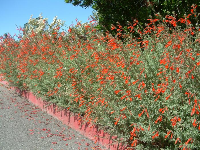 Plant photo of: Epilobium canum 'Catalina'