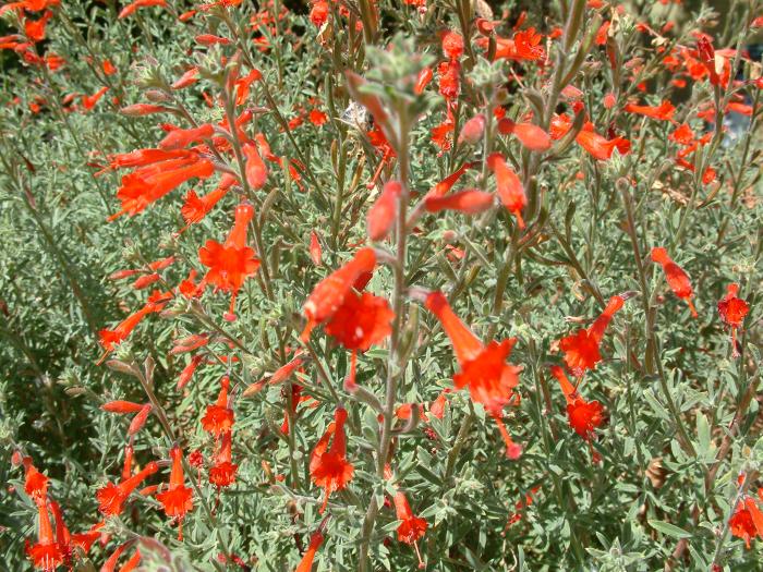 Plant photo of: Epilobium canum 'Catalina'