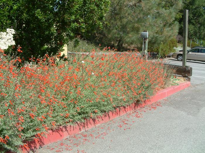 Plant photo of: Epilobium canum 'Catalina'