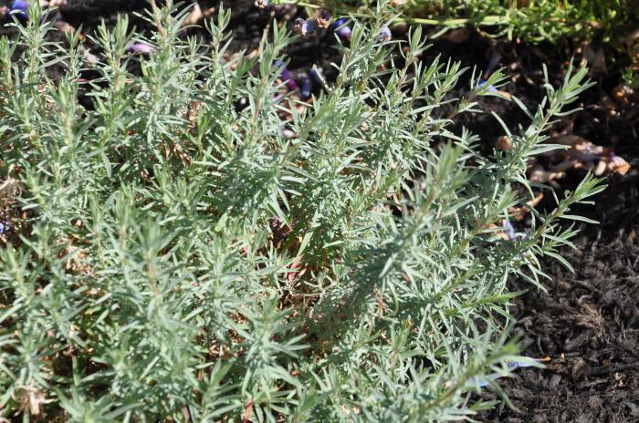 Plant photo of: Epilobium canum 'Catalina'