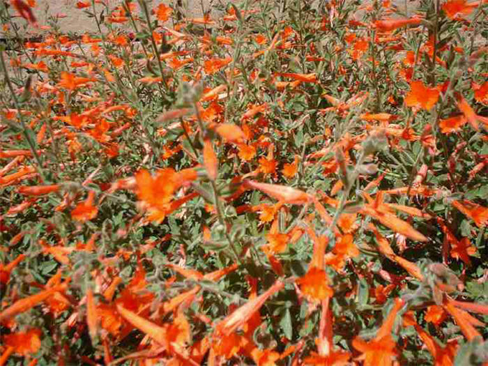 Plant photo of: Epilobium canum 'Mexicana'