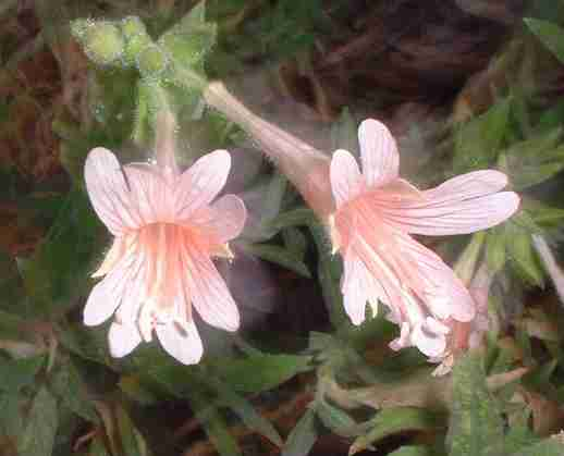 Plant photo of: Epilobium canum 'Pink'