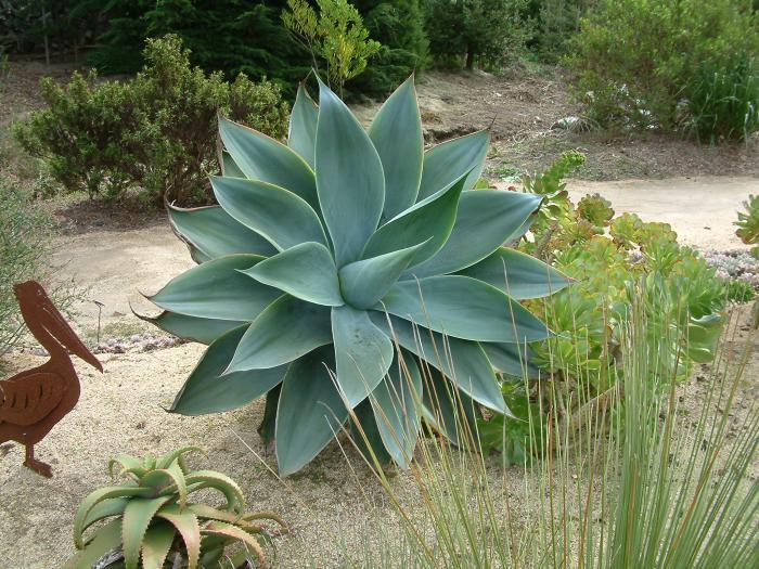 Plant photo of: Agave attenuata