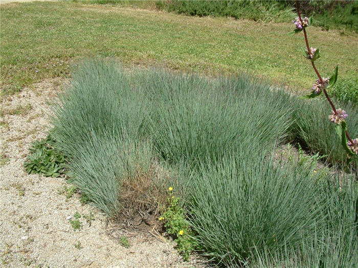 Schizachyrium scoparium 'The Blues'