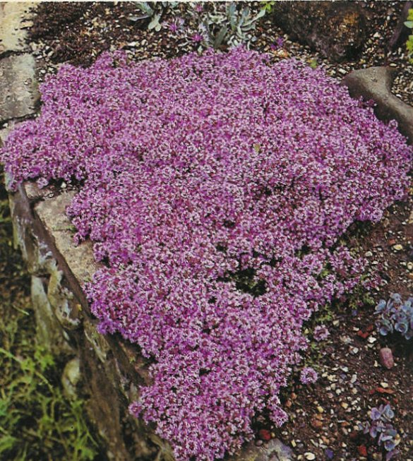 Woolly Thyme