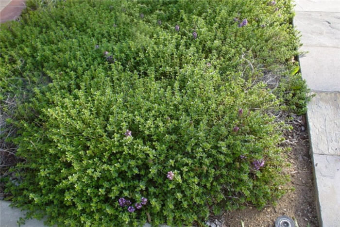 Plant photo of: Thymus serpyllum