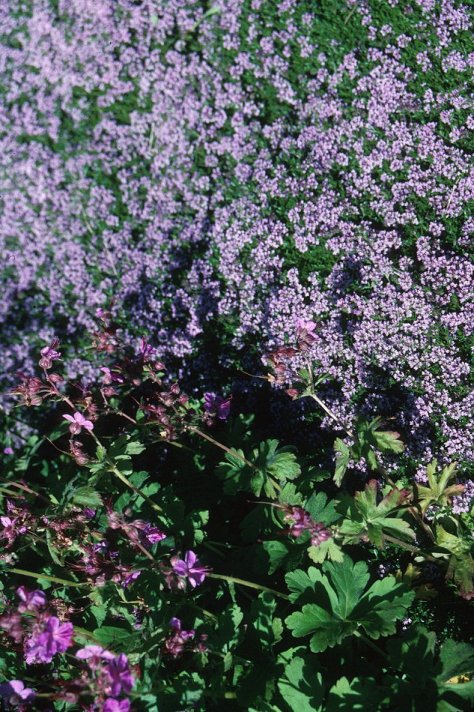 Plant photo of: Thymus serpyllum