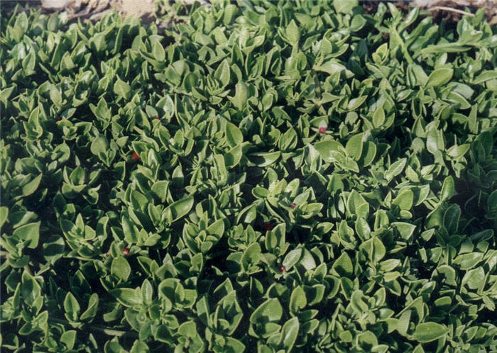 Plant photo of: Aptenia X cordifolia 'Red Apple'