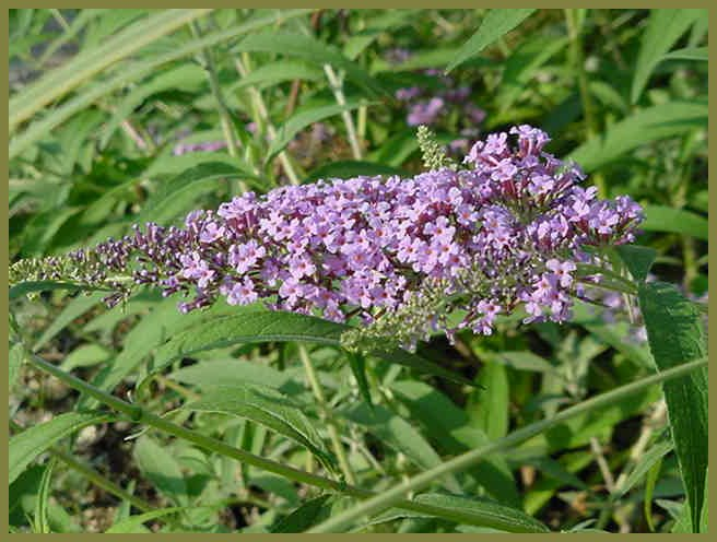 Plant photo of: Buddleia davidii 'Lochinch'