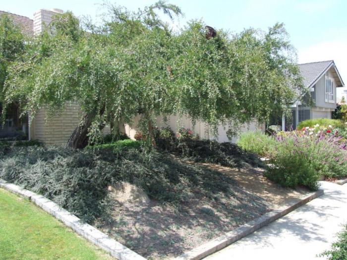 Plant photo of: Leptospermum laevigatum