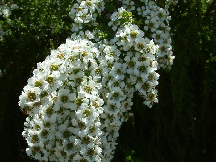 Plant photo of: Leptospermum laevigatum