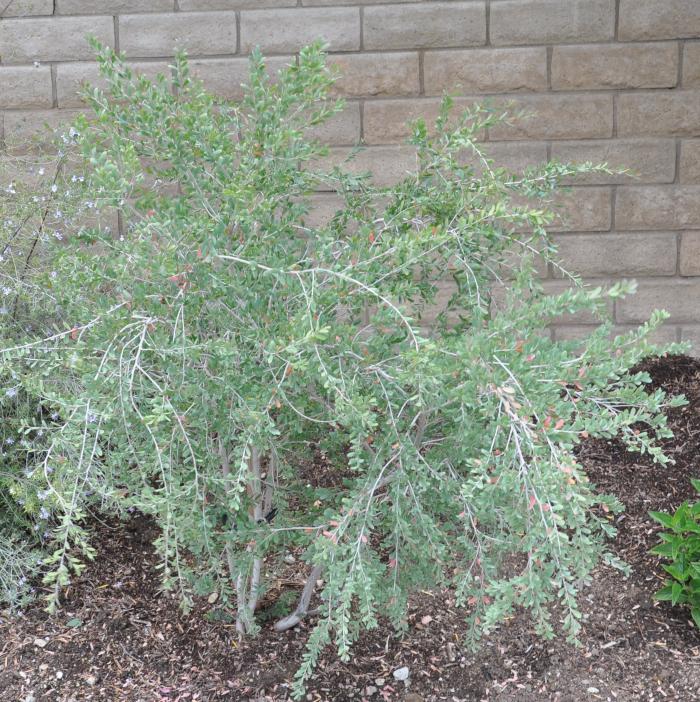 Plant photo of: Leptospermum laevigatum