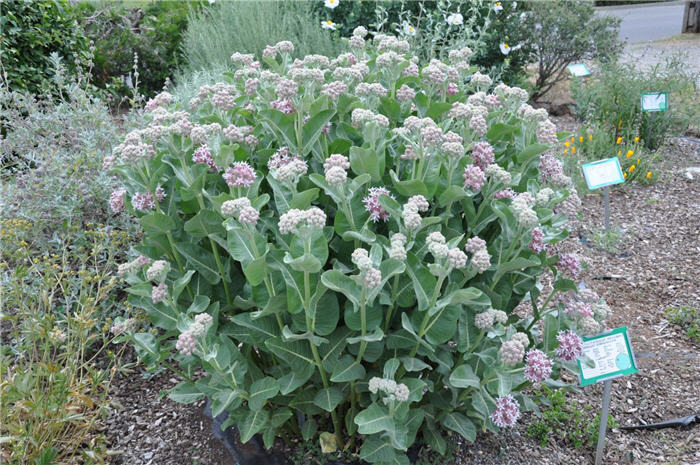 Showy Milkweed