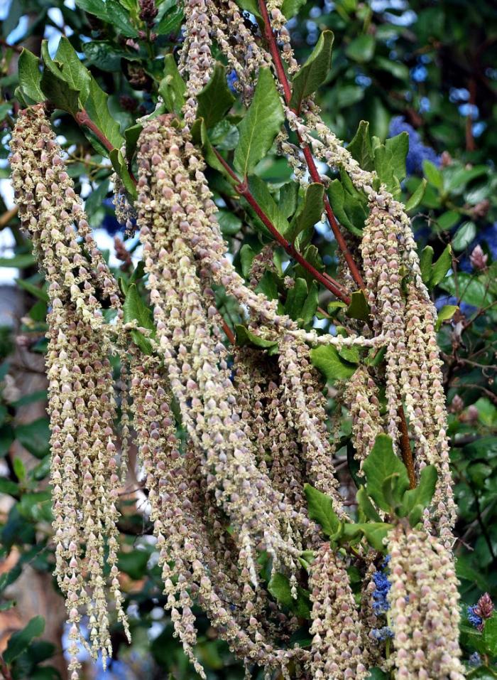 Plant photo of: Garrya elliptica 'James Roof'