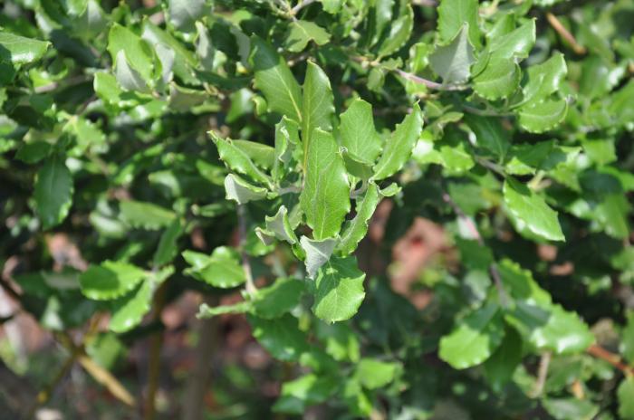 Plant photo of: Garrya elliptica 'James Roof'