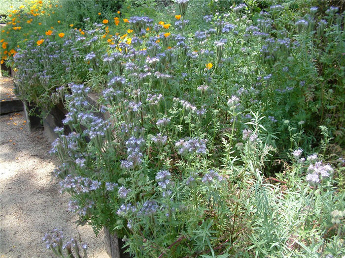 Plant photo of: Phacelia californica