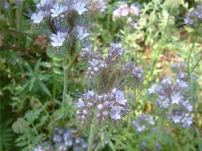 Plant photo of: Phacelia californica