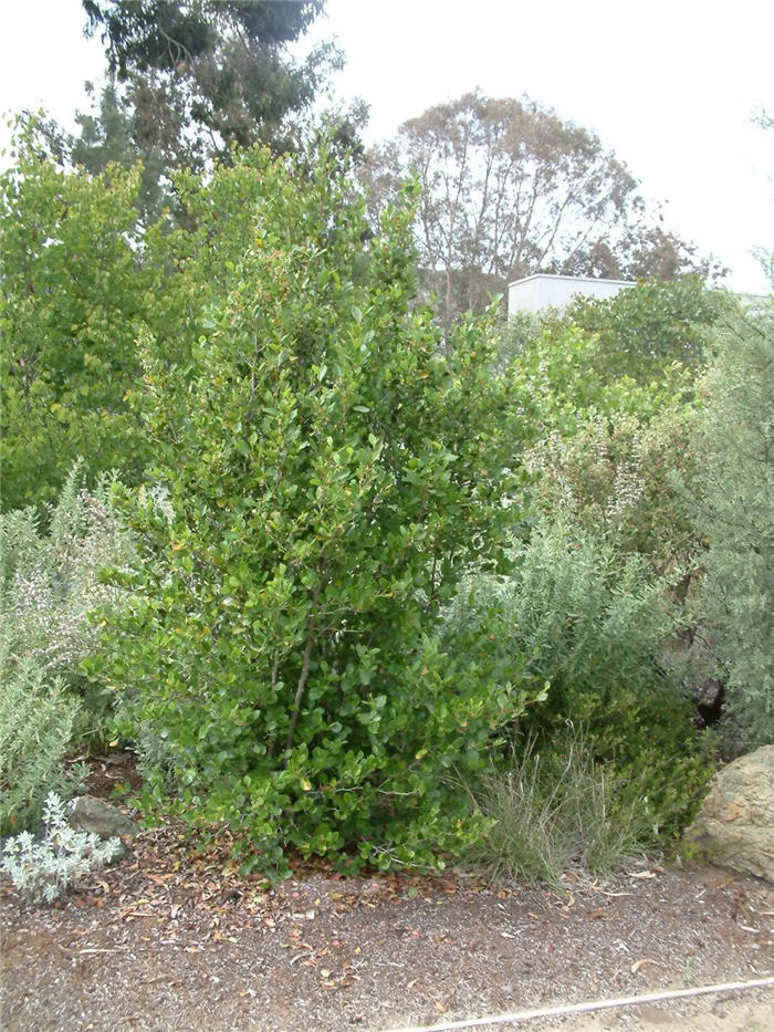 Mountain Mahogany, Hardtack