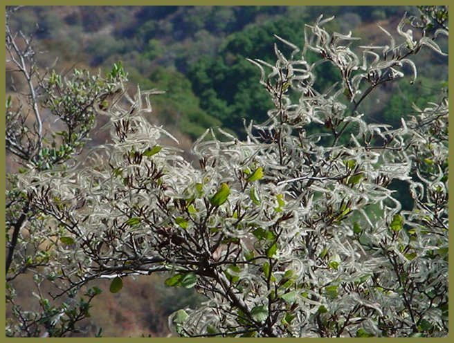 Plant photo of: Cercocarpus betuloides