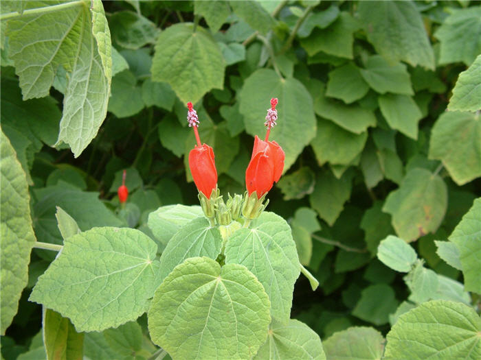 Plant photo of: Malvaviscus arboreus