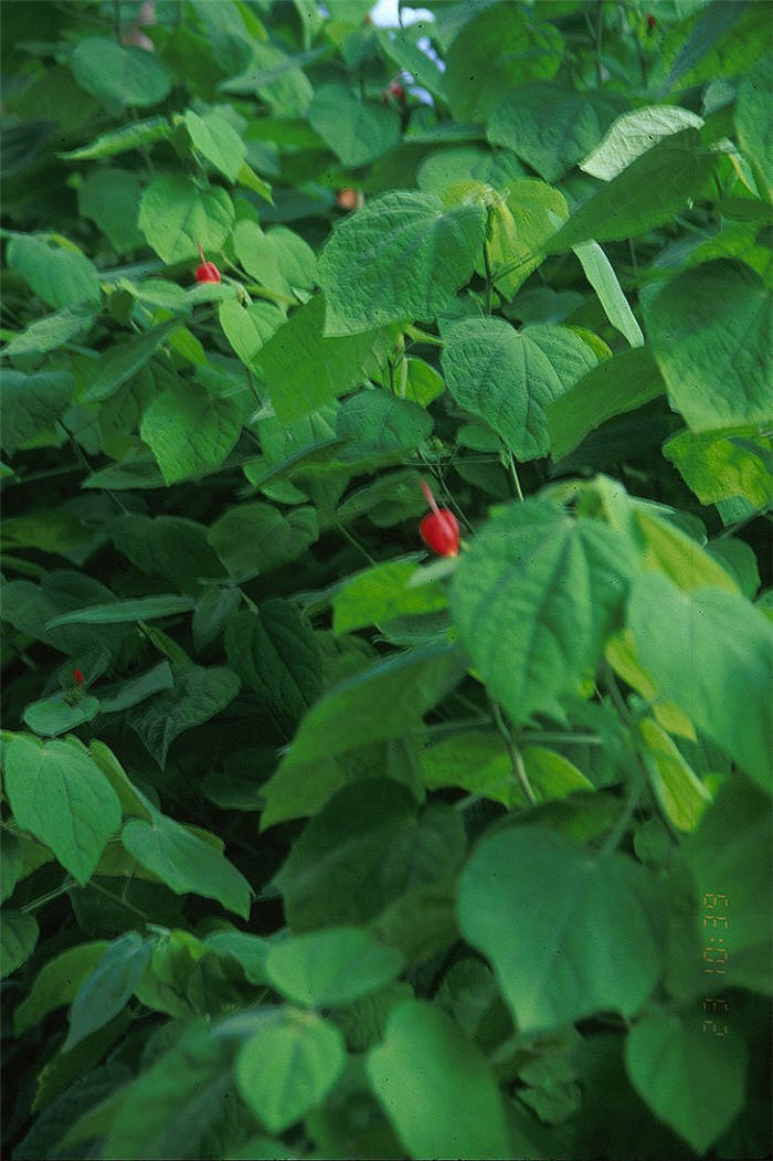 Malvaviscus arboreus mexicanus 'Paquito