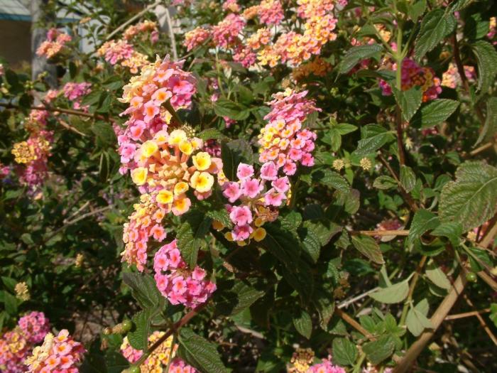 Plant photo of: Lantana 'Confetti'