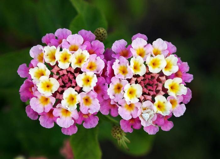 Plant photo of: Lantana 'Christine'