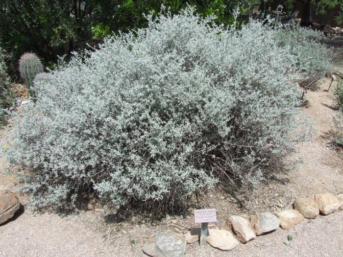 Leucophyllum candidum 'Silver Cloud'