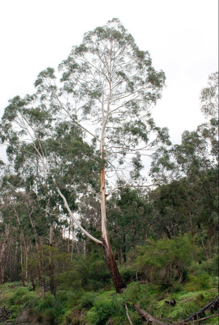 Plant photo of: Eucalyptus viminalis