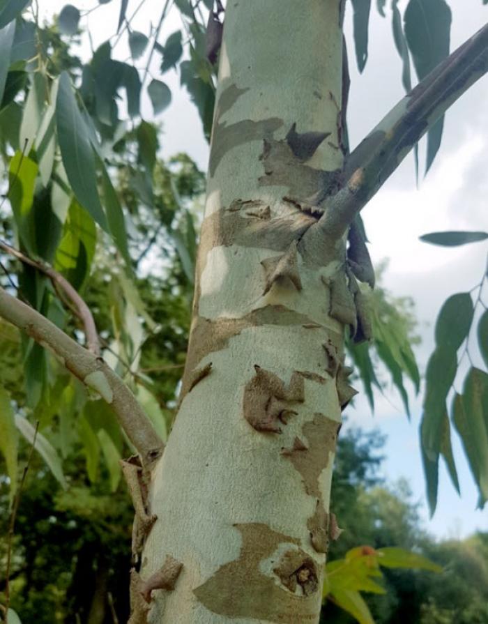 Plant photo of: Eucalyptus viminalis