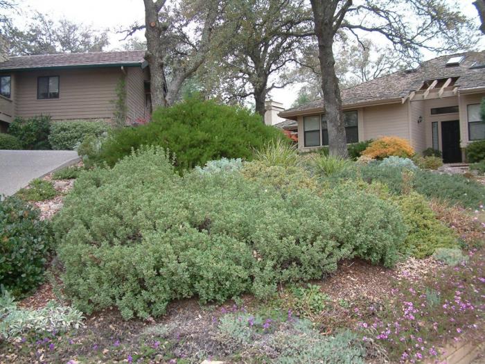 Arctostaphylos 'Pacific Mist'