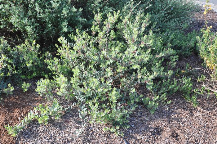 Plant photo of: Arctostaphylos 'Pacific Mist'