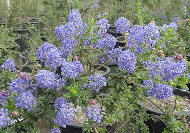 Plant photo of: Ceanothus 'Dark Star'